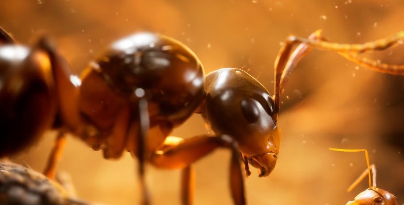Empire of the Ants: Ujawniono wymagania sprzętowe