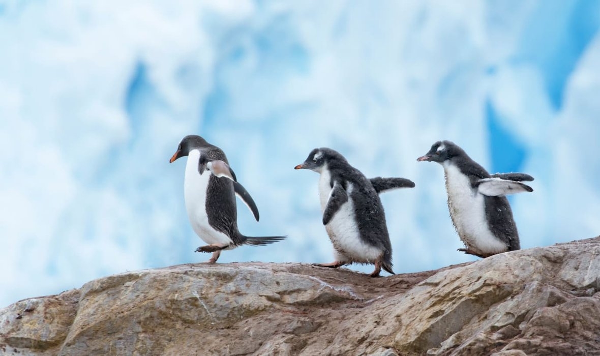 Linux pozwala uruchamiać gry z Windowsa na Macach