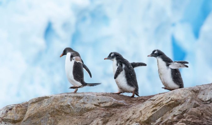 Linux pozwala uruchamiać gry z Windowsa na Macach