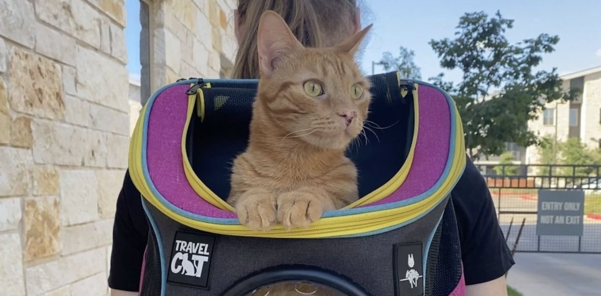 Stray doczekało się plecaka dla kota