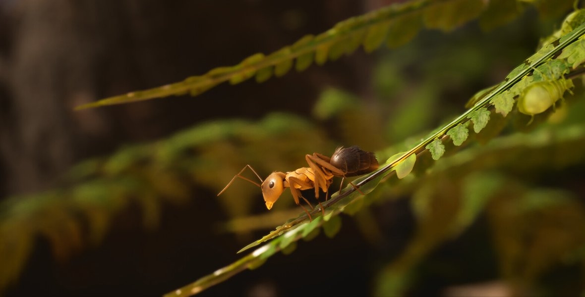 Empire of the Ants: Oto strategia, w której zostaniemy mrówczym hegemonem