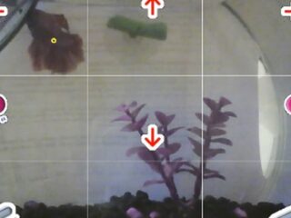 Rewolucja w&nbsp;nauce? Ryba gra w&nbsp;Pokemony