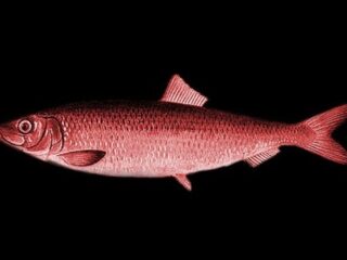 BioWare: Zagadka ze śledziem, czyli czy ktoś nas wystrychnął na dudka?