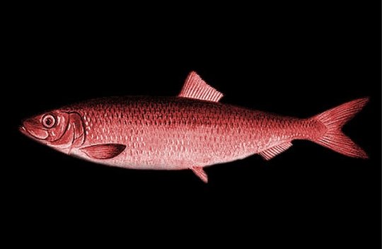 BioWare: Zagadka ze śledziem, czyli czy ktoś nas wystrychnął na dudka?