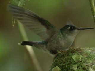 Studio Avalanche opowiada o&nbsp;wizycie na&nbsp;Kostaryce. Just Cause 3 coraz bliżej? [WIDEO]