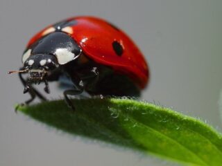 [Na marginesie] Łysi, drony, pawilony