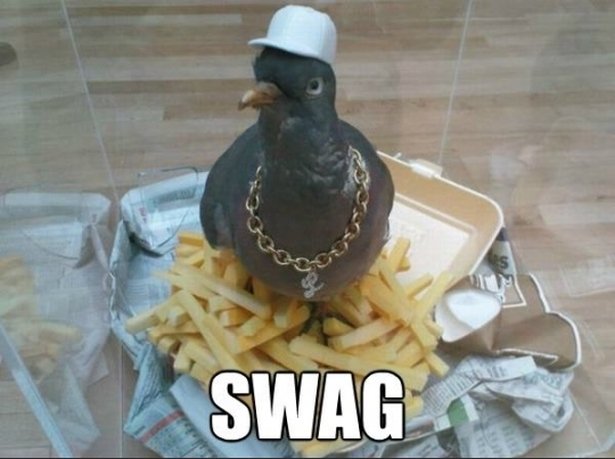 pigeon_4bgb.jpg