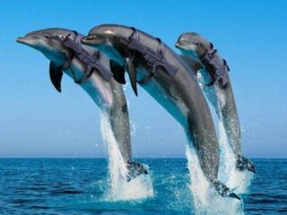 Ecco: Water Wars 2 – SEGA odświeża swoją kultową serię… w wersji dla dorosłych graczy