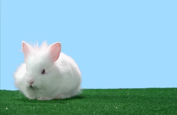 Sega: Królik chce zapowiedzieć grę. Jaką? [WIDEO]