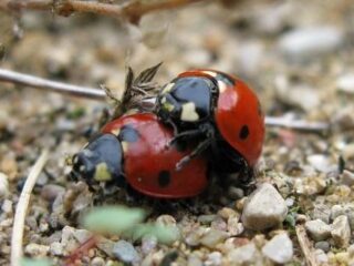 Największe ZUO w historii gier to…