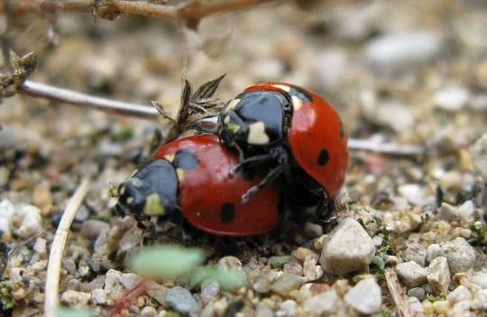 Największe ZUO w historii gier to…
