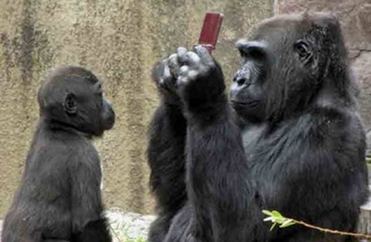 Nie bierz konsoli do ZOO, bo obślini ci ją goryl [WIDEO]