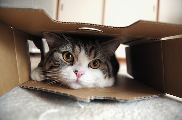 i-am-maru-sneak-peek-maru-in-box-500kb092611_1773s.jpg