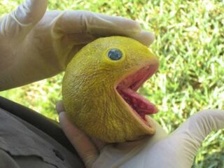 Patrzcie, co zrobili Pac-Manowi! [WIDEO]