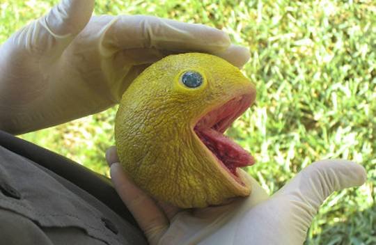 Patrzcie, co zrobili Pac-Manowi! [WIDEO]