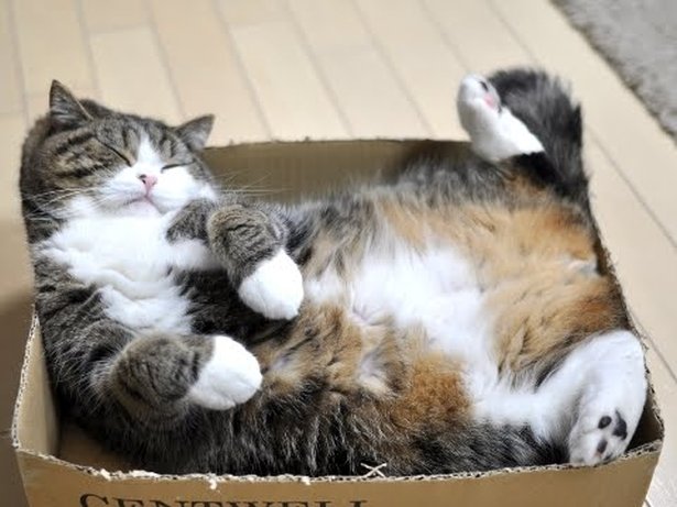 maru-in-box_1773s.jpg
