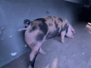 Deathmatch Village: Tego jeszcze nie&nbsp;widzieliście ? motion-capture… świni [WIDEO]