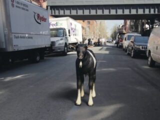 Mniej więcej tak&nbsp;wyglądałby Goat Simulator w&nbsp;świecie rzeczywistym [WIDEO]