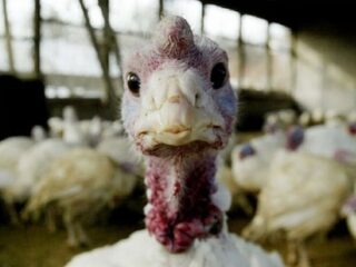 Xbox One: Indyki wciąż nie&nbsp;wydadzą się same