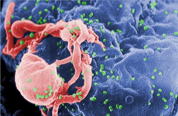 Sukces! Gracze pomagają naukowcom odkryć enzym sprzyjający AIDS