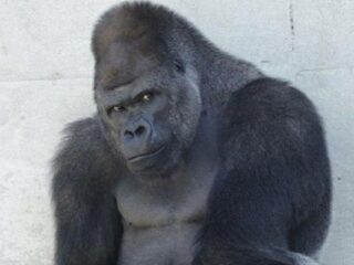 Zakochałam się w&nbsp;swoim gorylu – seksowny człekokształtny inspiracją dla gry