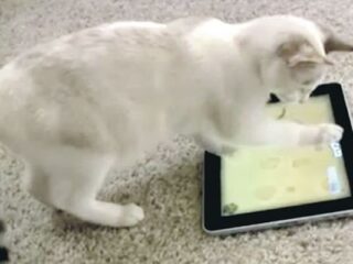 Games for Cats: Najlepsze gry na&nbsp;świecie i… koty kupujące sobie DLC! [WIDEO]