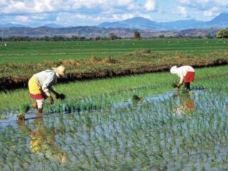 Chiny zakazują farmienia. Prawnie!