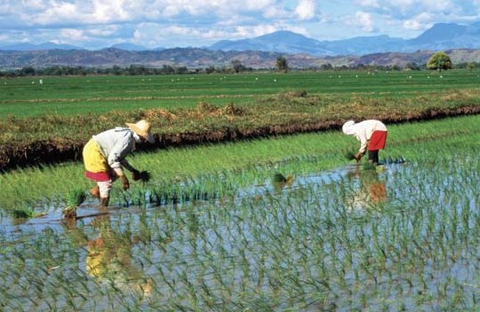 Chiny zakazują farmienia. Prawnie!