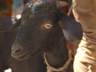 Far Cry 4: Z&nbsp;wizytą w&nbsp;Nepalu [WIDEO]