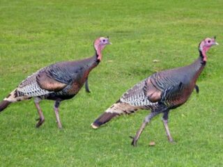 Xbox Live: „Indyki” wracają na salony