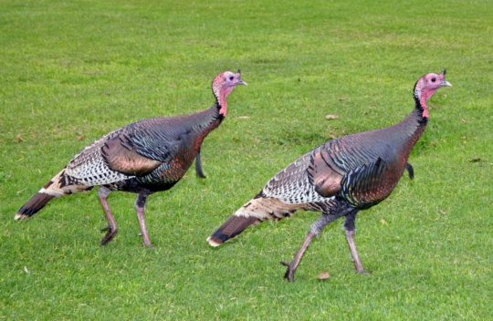 Xbox Live: „Indyki” wracają na salony