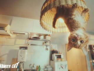 Gravity Rush 2 otrzymało przeuroczą kocią reklamę [WIDEO]