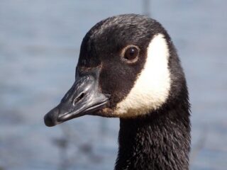 [Na marginesie] Gąska pogoni chojraków, którzy&nbsp;nie&nbsp;boją się ptaków