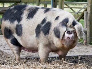 Powstaje gra na&nbsp;motywach „Folwarku zwierzęcego”