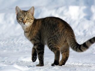 [Na marginesie] Schwytał komika Kojima, więc&nbsp;kotów się strach nie&nbsp;ima