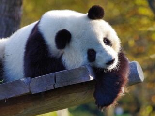 [Na marginesie] Pandy bratają się z&nbsp;Liszem? Cóż to&nbsp;za&nbsp;bzdury tu&nbsp;piszę