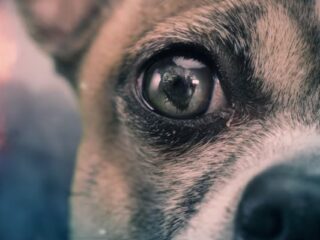 Dog of War: Kratos schodzi na psy [WIDEO]