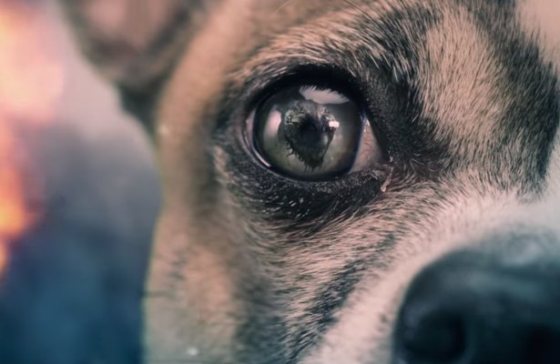 Dog of War: Kratos schodzi na psy [WIDEO]