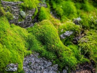 [Na marginesie] Kościotrup się błyszczy stary, z&nbsp;mechów zostają opary