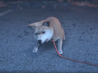 Project G.G: Pierwszy trailer nowej gry twórców Bayonetty, Astral Chain i&nbsp;The Wonderful 101 [WIDEO]