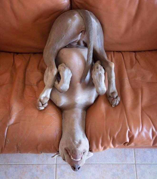 funny-sleeping-dogs10_4bvh.jpg