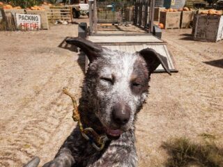 Far Cry 5: No cześć, co nowego? [ARTYKUŁ]