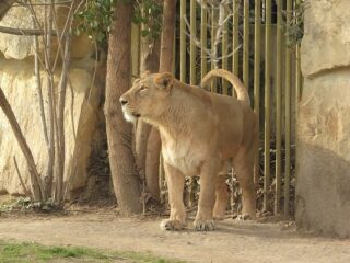 [Na marginesie] Bossowie mogą być wszędzie, niech&nbsp;Gandalf płci żeńskiej będzie