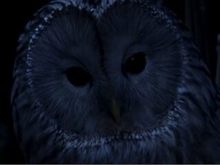 Werewolf: The Apocalypse – Heart of the Forest: Polacy opanują Świat Mroku [WIDEO]