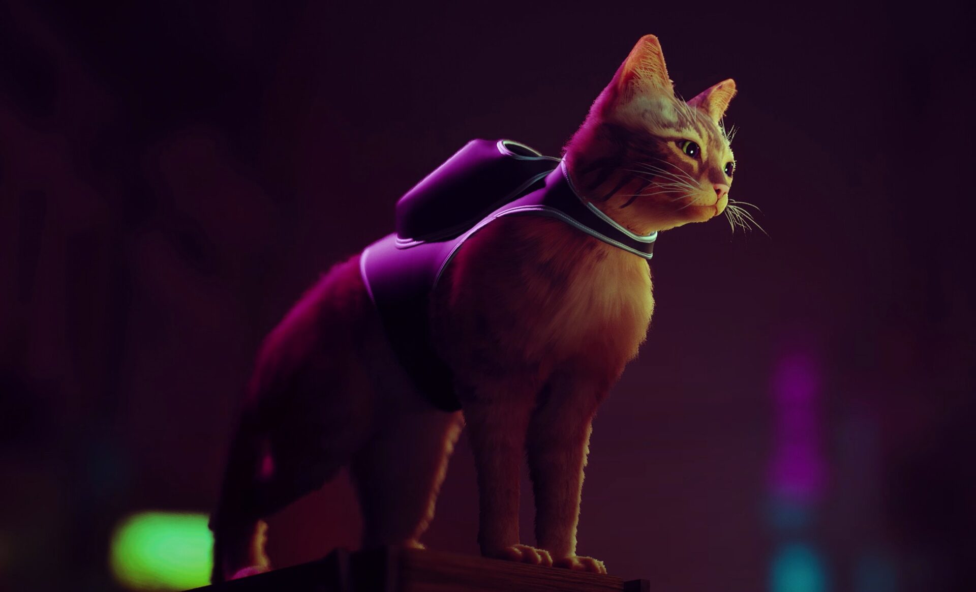 Stray: Znamy wymagania sprzętowe gry o zagubionym kocie