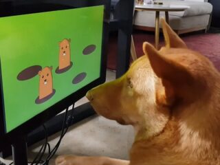 Firma Joipaw tworzy konsolę do grania dla psów