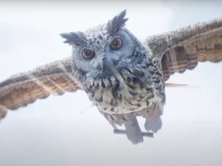 Hogwarts Legacy na filmowym zwiastunie. Poczujcie magię!