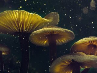 Żyjąca płyta główna. Komputer napędzany grzybami