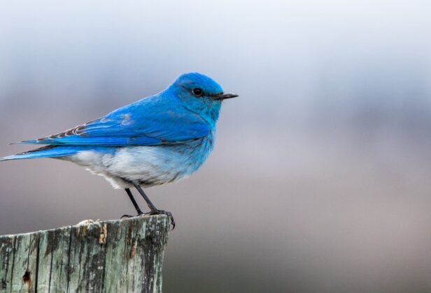 Czystka wśród zweryfikowanych kont na&nbsp;Twitterze