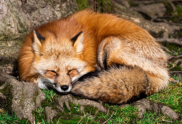 Mozilla oskarżona o śledzenie poczynań użytkowników Firefoksa